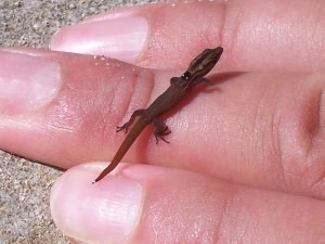 Sphaerodactylus